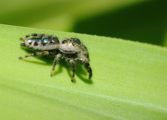 Mburuvicha galianoae