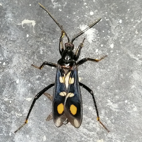 Rasahus limai