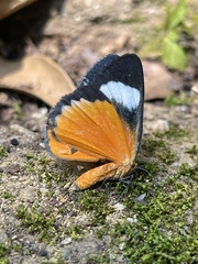 Phaegorista