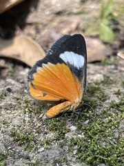 Phaegorista