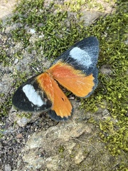 Phaegorista