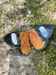 Phaegorista