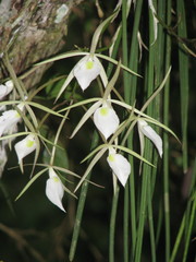 Brassavola