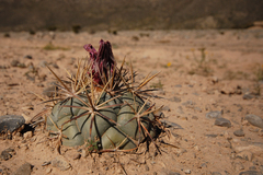 Coryphantha poselgeriana