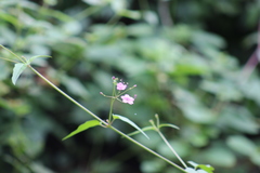 Commicarpus chinensis