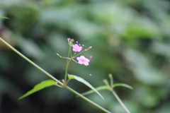 Commicarpus chinensis