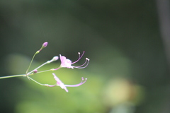 Commicarpus chinensis