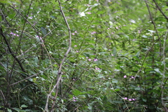 Commicarpus chinensis