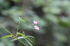 Commicarpus chinensis