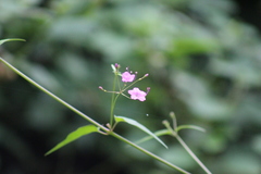 Commicarpus chinensis