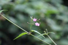 Commicarpus chinensis