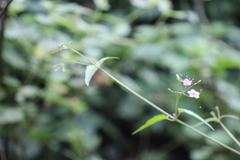 Commicarpus chinensis