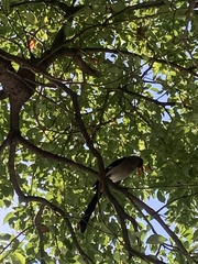 Dendrocitta formosae