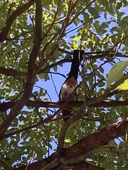 Dendrocitta formosae