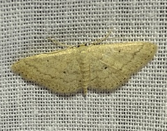 Scopula hypochra