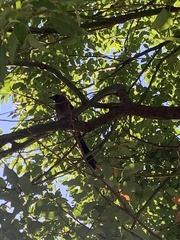 Dendrocitta formosae