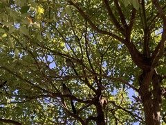 Dendrocitta formosae