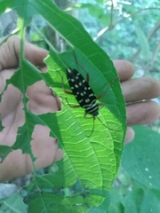 Placosternus crinicornis