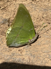 Charaxes dilutus
