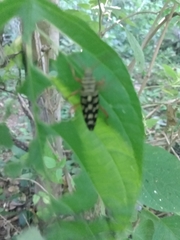 Placosternus crinicornis