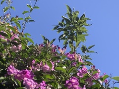 Mansoa alliacea