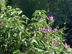 Mansoa alliacea