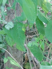Placosternus crinicornis