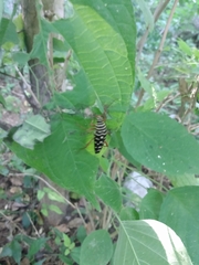 Placosternus crinicornis