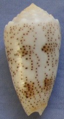 Conus arenatus