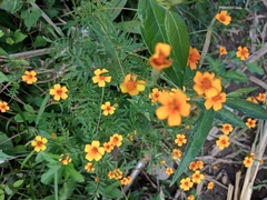 Tagetes lucida