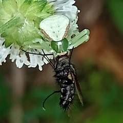 Misumenoides formosipes