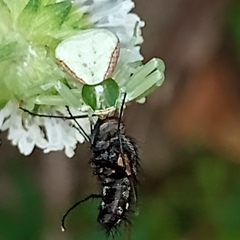 Misumenoides formosipes