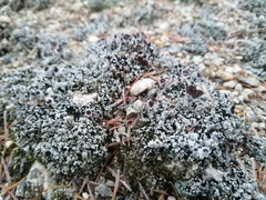 Stereocaulon condensatum