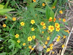 Tagetes lucida