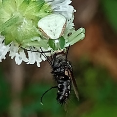 Misumenoides formosipes