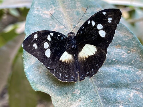Forest Glade Nymph