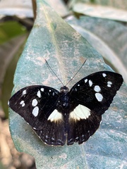 Aterica galene theophane
