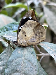 Aterica galene theophane