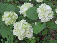 Viburnum plicatum