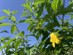 Allamanda cathartica
