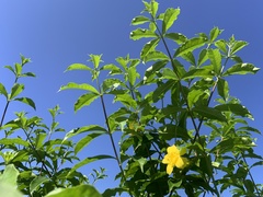 Allamanda cathartica