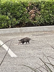 Didelphis virginiana