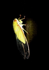Dundubia