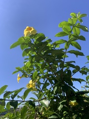 Allamanda cathartica