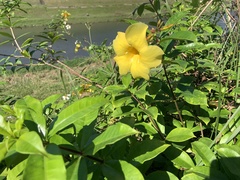 Allamanda cathartica