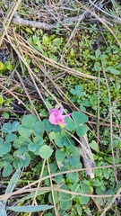 Oxalis purpurea