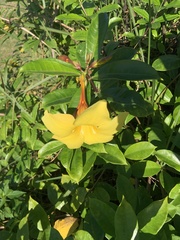 Allamanda cathartica