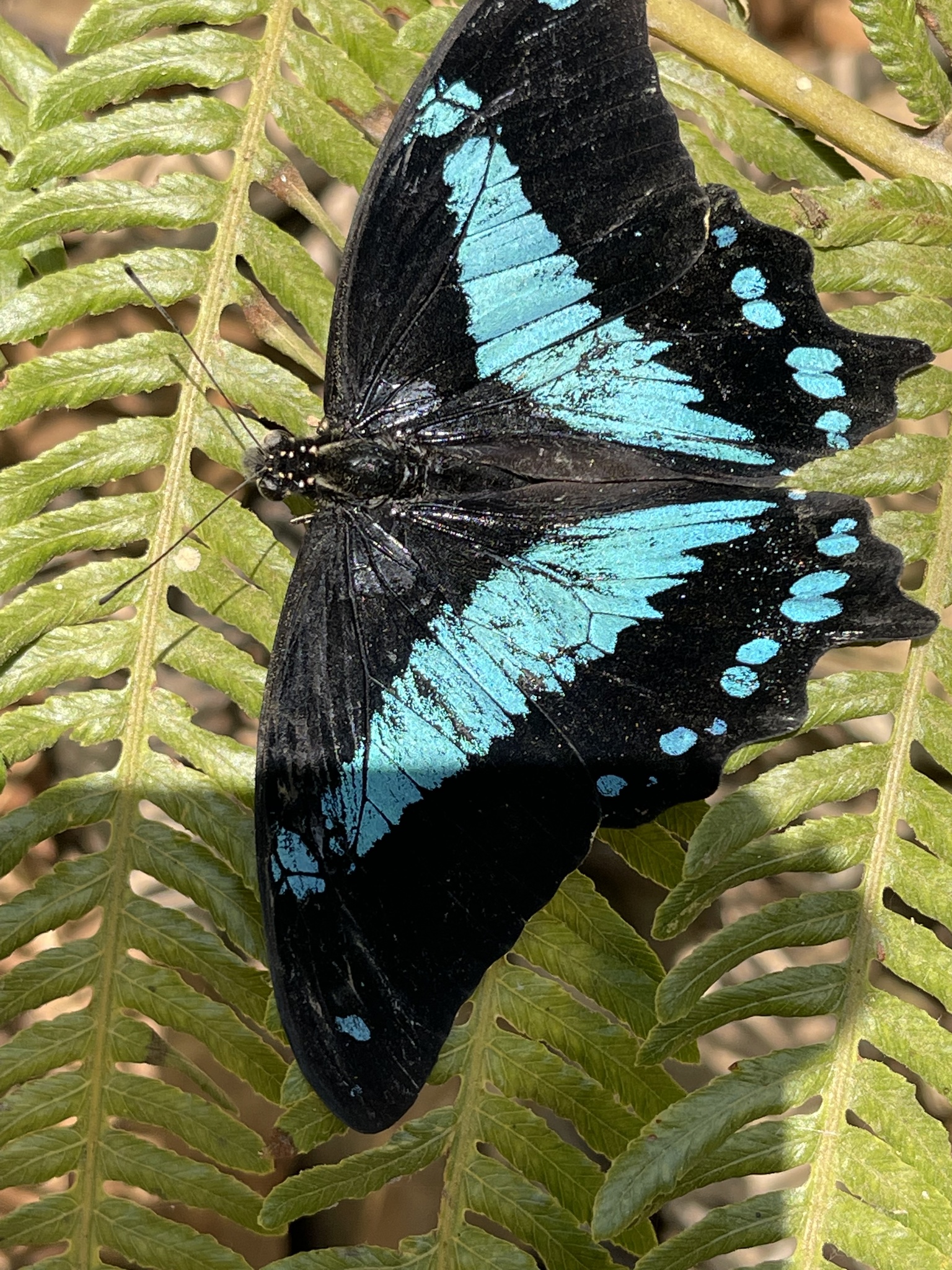Papilio chrapkowskii Suffert, 1904