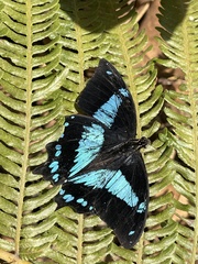 Papilio chrapkowskii