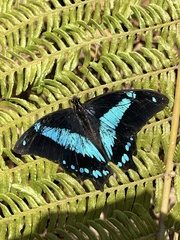 Papilio chrapkowskii